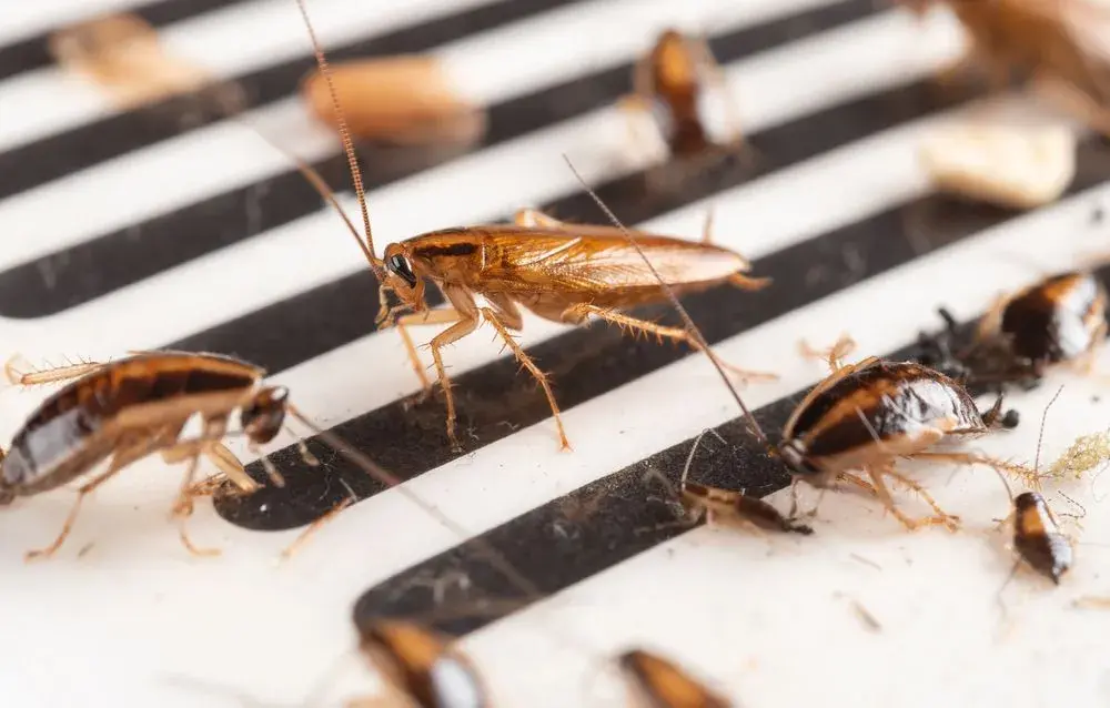 Jak skutecznie pozbyć się robaków w łazience: 8 sprawdzonych metod